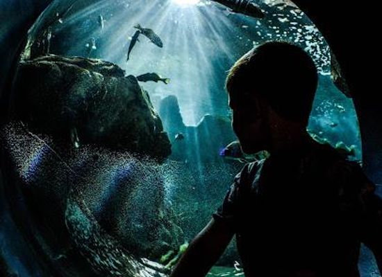 greece/crete/attraction/cretaquarium-thalassokosmos