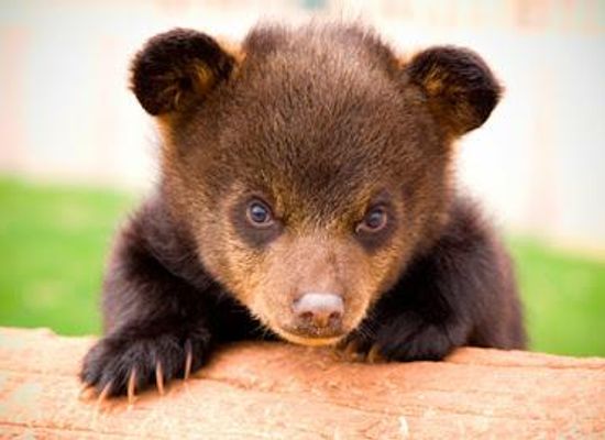 south-dakota/custer/attraction/bear-country-usa