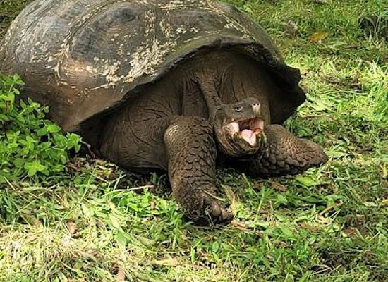 ecuador/puerto-ayora/attraction/el-chato-ranch-giant-tortoise-reserve