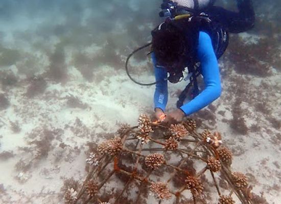 kenya/diani-beach/attraction/reefodivers