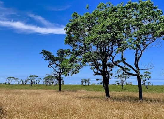 massachusetts/nantucket/attraction/serengeti-nantucket