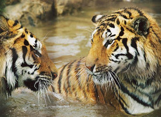 hungary/cserehat/attraction/gyongyosi-zoo-catering-and-leisure-park-ltd