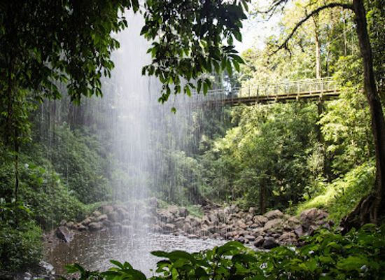 australia/new-england/attraction/dorrigo-national-park