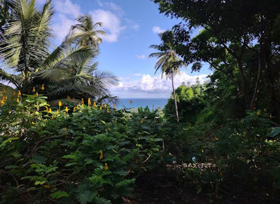 barbados/west-coast/attraction/andromeda-botanic-gardens