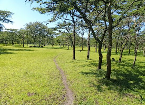 malawi/dzalanyama-forest-reserve/attraction/bunda-forest