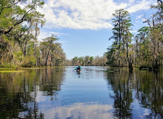 louisiana/river-parishes/attraction/maurepas-swamp-wildlife-management-area