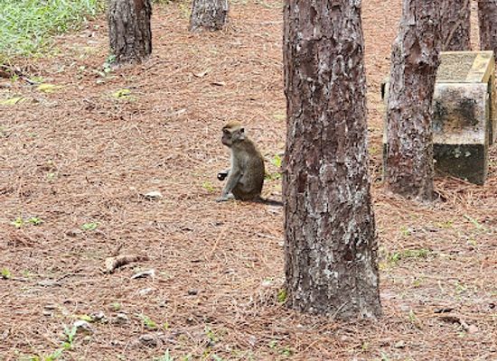 brunei/brunei-muara-district/attraction/bukit-shahbandar-gerai-park