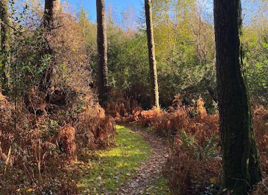 ireland/county-carlow/attraction/deerpark-mountain-biking-and-hiking-trails