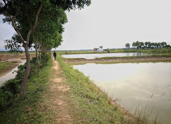 bangladesh/jaflong/attraction/ratargul-swamp-forest