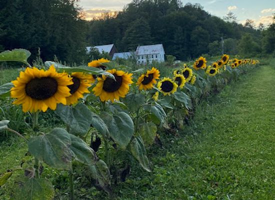 vermont/washington-county/attraction/hoolie-flats-farm