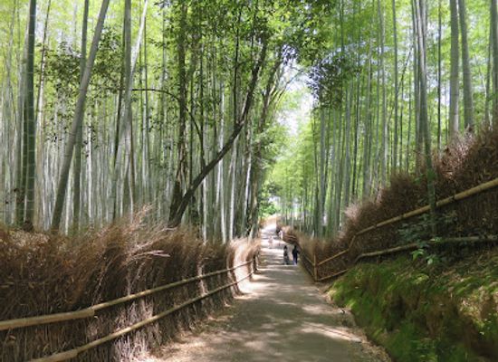 japan/kyoto/arashiyama/attraction/arashiyama-bamboo-forest