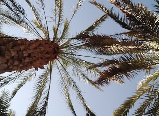 saudi-arabia/medina/attraction/bustan-sawalah-bustan-abdul-rahman-bin-awf