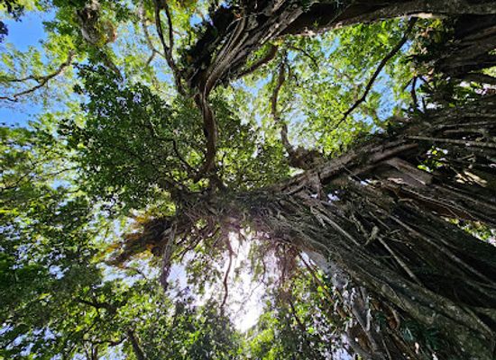 tonga/pangaimotu/attraction/big-ovava