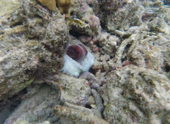maldives/kaafu-atoll/attraction/wabank