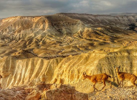 israel/negev/attraction/david-and-paula-ben-gurion-gravesite