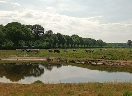 netherlands/north-brabant/attraction/de-maashorst