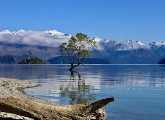 new-zealand/wanaka/attraction/thatwanakatree