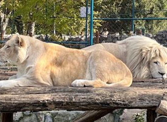 serbia/pancevo/attraction/belgrade-zoo