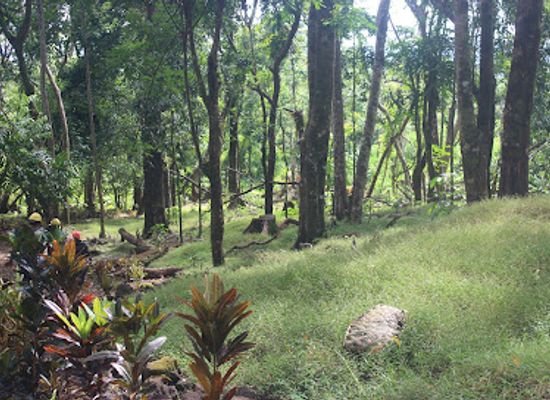 samoa/alofaaga-blowholes/attraction/a-opo-forest-reserve-and-cave-and-forest-toilet