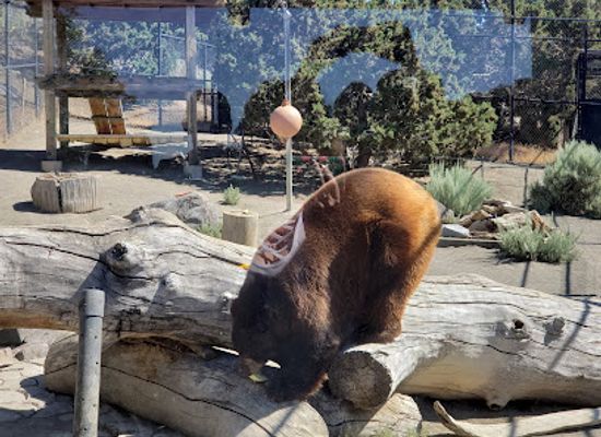 nevada/western-nevada/attraction/animal-ark
