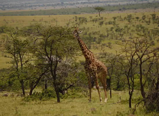 kenya/maasai-mara/attraction/naboisho-conservancy