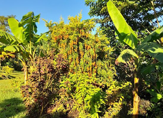 vanuatu/shefa-province/attraction/hilltop-botanical-garden