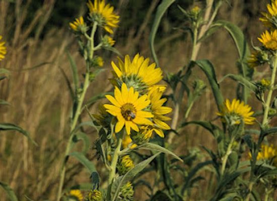 kansas/marais-des-cygnes/attraction/marais-des-cygnes-national-wildlife-refuge