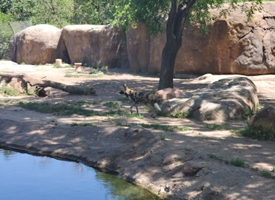 kansas/wichita/attraction/elephants-of-the-zambezi-river-valley