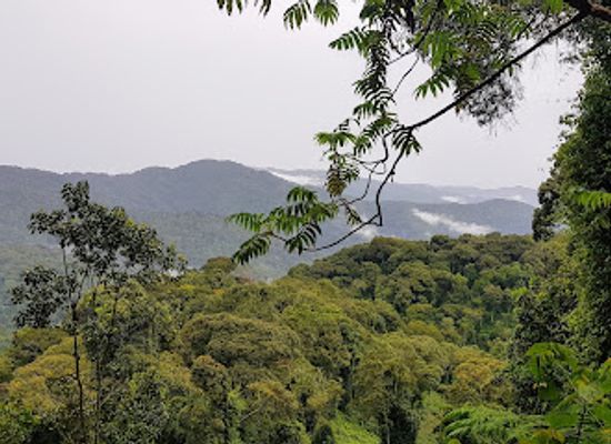 rwanda/cyangugu/attraction/canopy-walkway