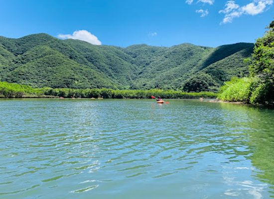 japan/osumi/attraction/mangrove-primeval-forest
