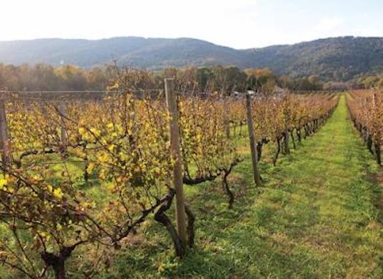 virginia/charlottesville/attraction/blue-ridge-wine-excursions