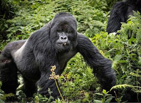 rwanda/rubavu/attraction/volcanoes-national-park
