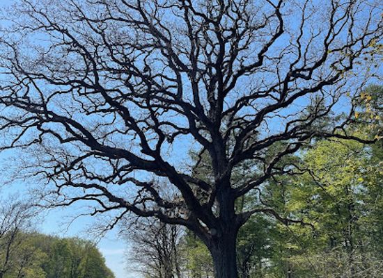 denmark/slagelse/attraction/mor-magdas-tra