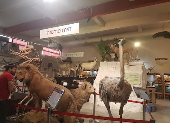 israel/shephelah/attraction/the-biblical-museum-of-natural-history