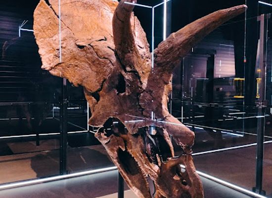 denmark/lolland/attraction/evolution-museet