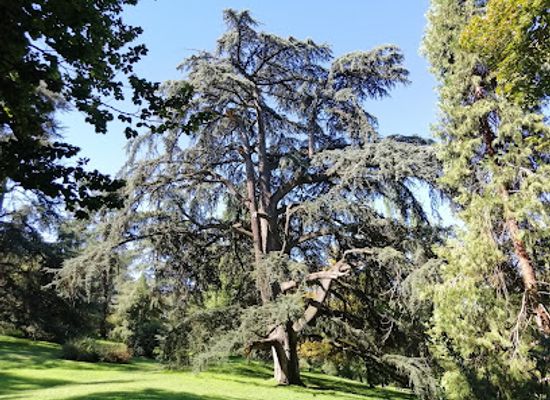 spain/castile-la-mancha/attraction/el-abuelo-cedro-del-atlas-del-parque-del-oeste