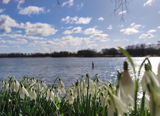 netherlands/alblasserwaard/attraction/sliedrechtse-biesbosch