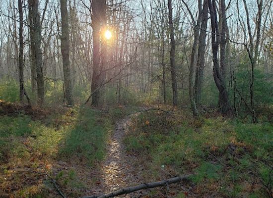 rhode-island/arcadia-management-area/attraction/arcadia-barrens