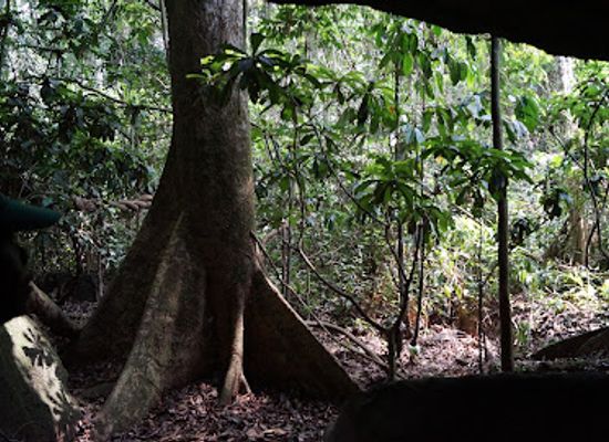 cameroon/forest-region/attraction/campo-reserve