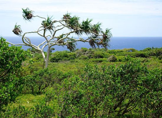 tonga/tongatapu/attraction/eua-national-park