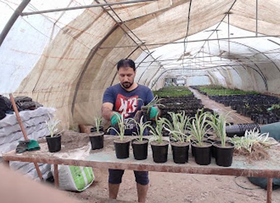 iraq/qadisiyyah/attraction/green-belt