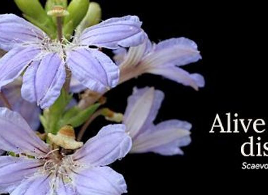 australia/canberra/attraction/australian-national-botanic-gardens