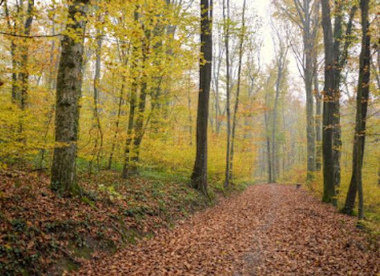 croatia/podravina/attraction/rimska-park-suma
