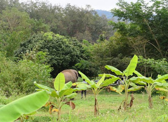 thailand/pai/attraction/conserve-natural-forest