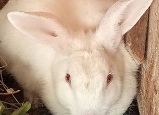 nigeria/ogbunike-caves/attraction/ifesco-rabbits-chamber