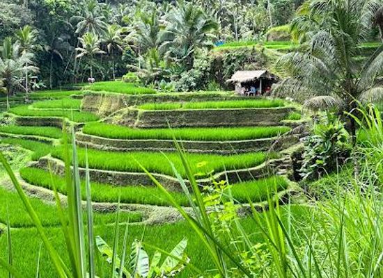 indonesia/bali/attraction/ceking-rice-terrace