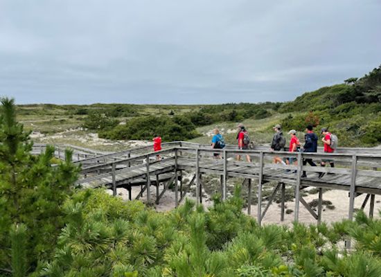 new-york/fire-island/attraction/sunken-forest