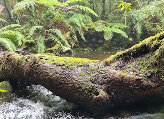 australia/new-england/attraction/cascades-walking-track