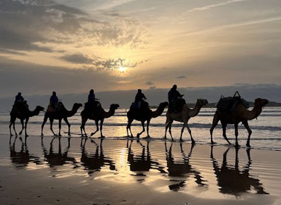 morocco/essaouira-region/attraction/lima-dromadaire