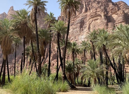saudi-arabia/tabuk/attraction/tabuk-attraction-mud-house